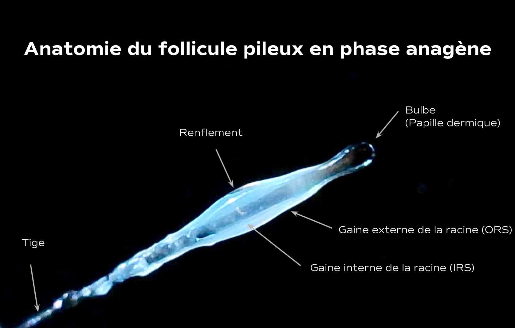 hair follicle anatomy