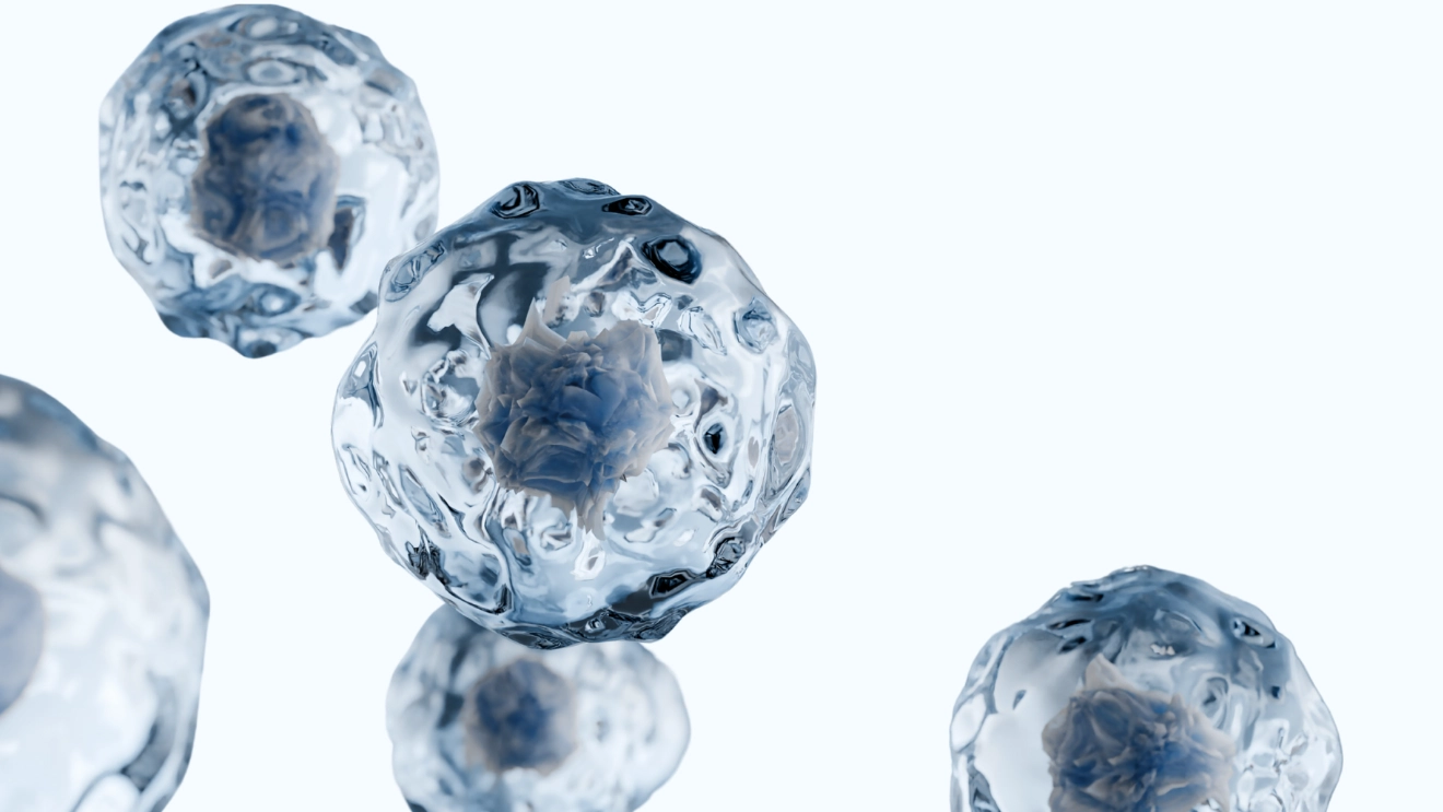 stem cells